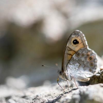 Nemusien où Ariane (Lasiommata maera)