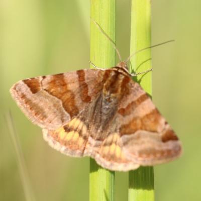   La double jaune (euclidia glyphica )