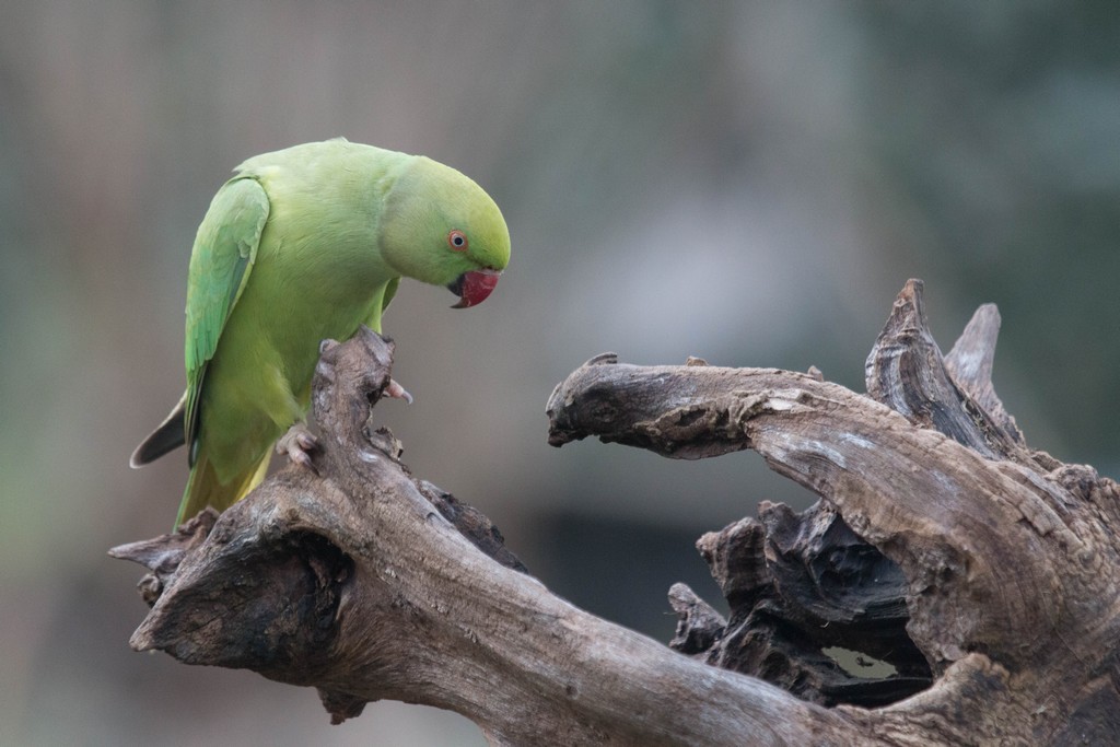  Perruche à collier( Psittacula krameri)