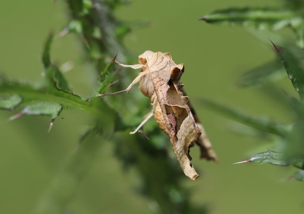 La meticuleuse (phlogophora meticulosa)