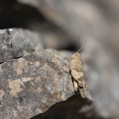 Sauterelle Oedipoda caerulescens (Orthoptera)