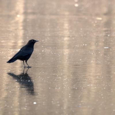  Corneille noire (Corvus corone corone)
