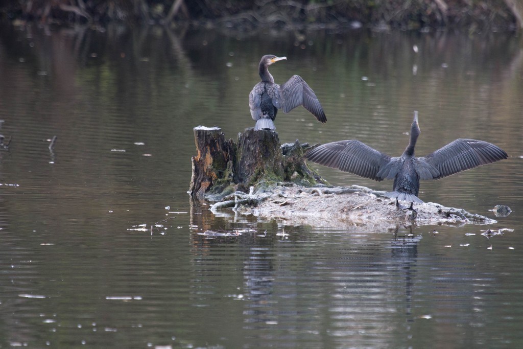  Grand Cormoran (phalacrocorax carbo)