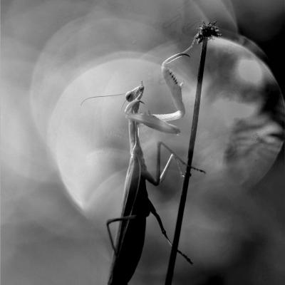 La mante religieuse (Mantis religiosa)