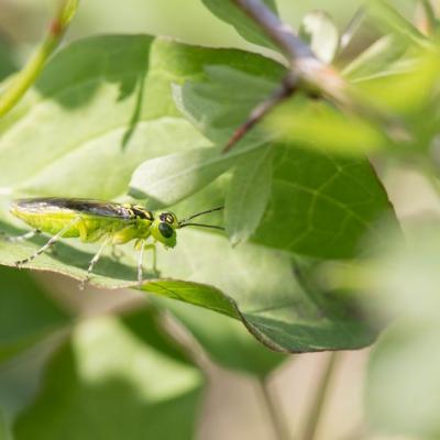 Tentrède verte (Rhogogaster visidi)