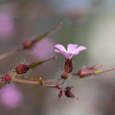 Géranium Herbe à Robert (Geranium robertianum)