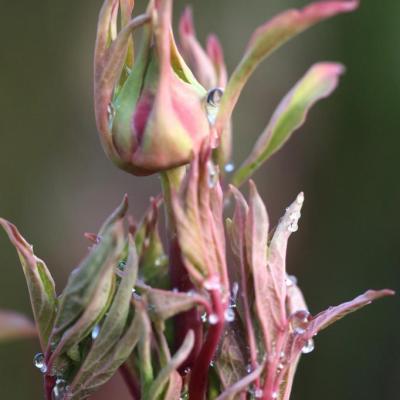 Pivoine en bouton