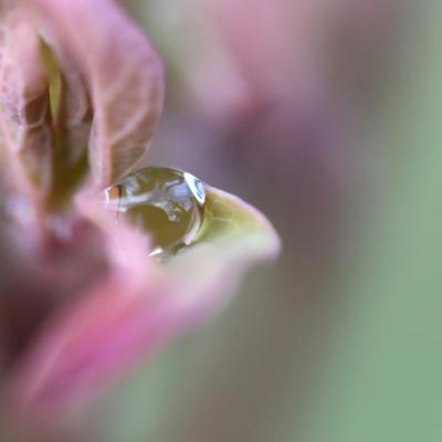 La perle de la pivoine