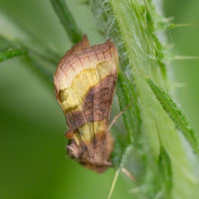  Le vert-doré  (diachrysia chrysitis)   