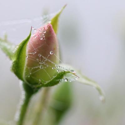 Bouton de rose perlé