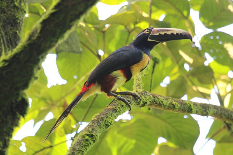 Costa Rica