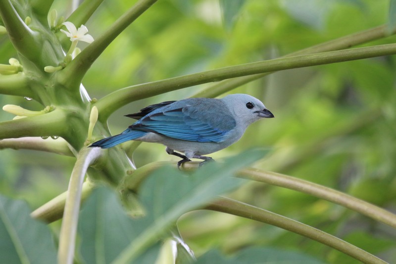 Colombie