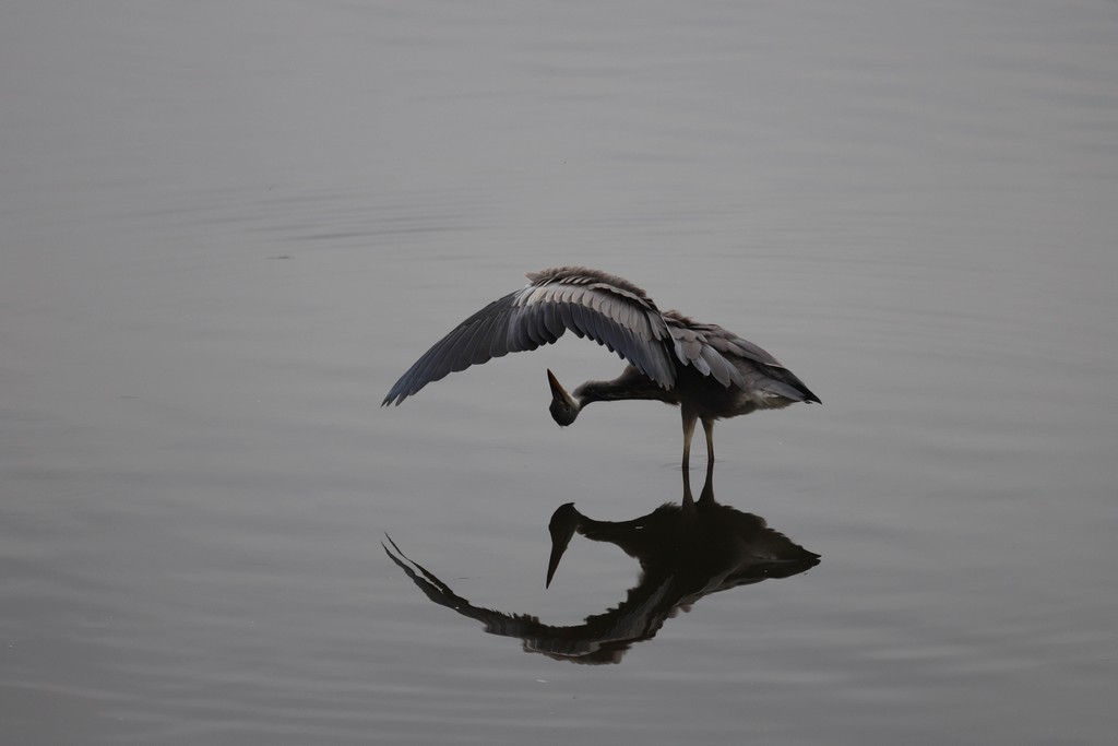  Héron cendré (Ardea cinerea)