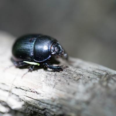 Anoplotrube ( Anoplotrupes stercorosus)
