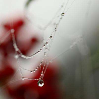 Le collier