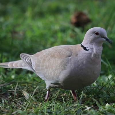 Tourterelle  Turque (Streptopelia decaocto)