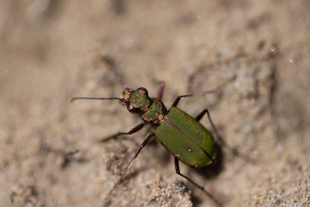  Cicindèle champêtre (cicindela campestris) 
