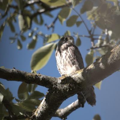 Faucon crécerelle (Falco tinnunculus)