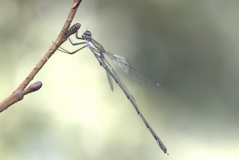 Demoiselle (Zygoptera)