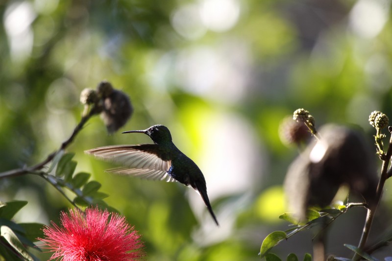 Colibri Cuba