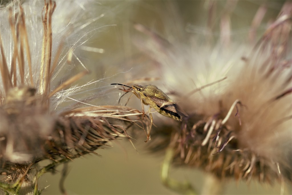 Punaise des baies  (Dolycoris baccarum)