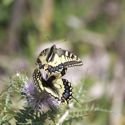Machaons ( Papilio machaon)